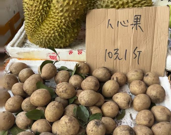 誉为“天然口香糖”的奇果！尊龙凯时链接人心果一种被(图6)